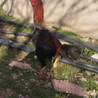 تیشرت طرح لاری