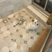 سگ خانگی پامر|سگ|یزد, |دیوار