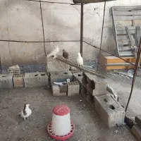 حراج کبوتر