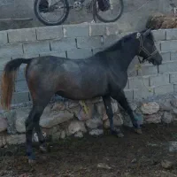 اسب کرد سرودمگیر|اسب و تجهیزات اسبسواری|اردبیل, |دیوار