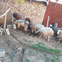 ۱۰ راس گوسفند شیره دار و ۲ راس خرت شیره دار|حیوانات مزرعه|مریوان, |دیوار