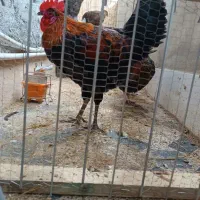 خروس محلی