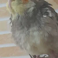 عروس هلندی نر