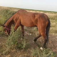 اسب نریون زیبا درشت سالم آروم هفته قبل نعل شده|اسب و تجهیزات اسب‌سواری|مشهد, شهرک مهر آباد|دیوار