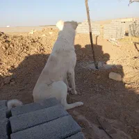 سگ گله|سگ|رضویه, |دیوار