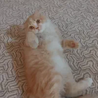 گربه پرشین صورت عروسکی