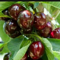 تولید و عرضه نهال گیلاس تکدانه