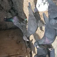 جوجه زاغ گمشده