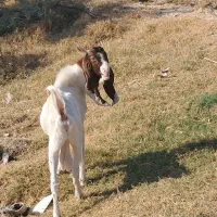 بز پاکستانی و افغانی|حیوانات مزرعه|شادگان, |دیوار