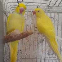 جفت مولد ملنگو لوتینو زرد