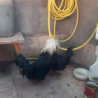 مرغ و خروس