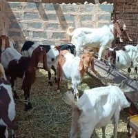 دوستان مال ها خیلی خوشکل عالی از همه لحاظ