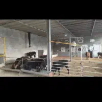 اجاره دامداری شهرستان دماوند|اجارهٔ دفتر صنعتی، کشاورزی، تجاری|دماوند, دماوند|دیوار