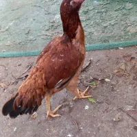 جوجه خروس لاری و مرغ لاری 800