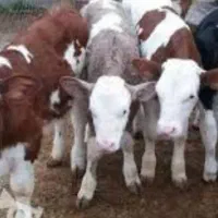 فروش دامداری وخانه ویلایی