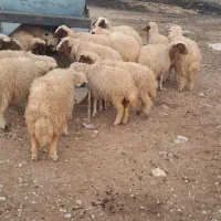 سلام ۱۰ عدد کاور نر و ماده