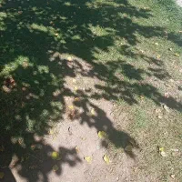 زمین دامپروری