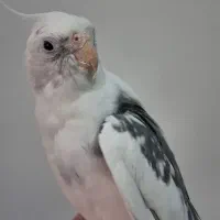 عروس هلندی دوکت