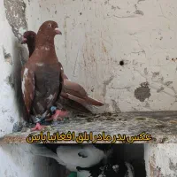کبوتر