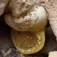 عسل کوهی اصل