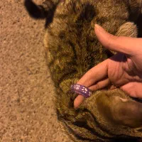 پیدا شده|حیوانات|قم, انصار‌الحسین|دیوار