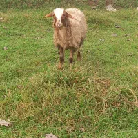 لیشه و گوسفند ماده|حیوانات مزرعه|سیاهکل, |دیوار