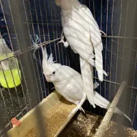 عروس هلندی البینو