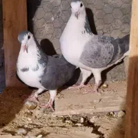 دمگیر قدیمی|پرنده|برخوار, |دیوار