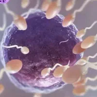 تخمک اهدایی