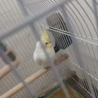 عروس هلندی|پرنده|مشهد, رده|دیوار