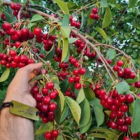 تولید نهال آلبالو مجارستان|خدمات باغبانی و درختکاری|شاهین دژ, |دیوار