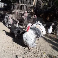 نیمچه بوقلمون برنز، 3 ماهه