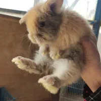 بچه خرگوش|موش و خرگوش|هشتگرد, اردهه|دیوار