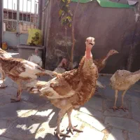 جوجه بوقلمون پنج ماهه