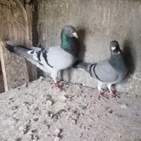 کبوتر