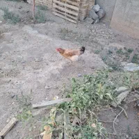 فروش مرغ شترک