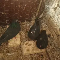 کبوتر