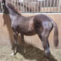 کارگر اصطبل اسب