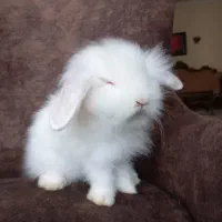 خرگوش مینی لوپ سفیدبرفی صورت عروسکی|موش و خرگوش|کرج, گلشهر|دیوار