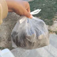 سگ المان بسیار حرفی حرف گوش کن|سگ|گلی داغ, |دیوار