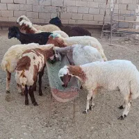 بره ماده