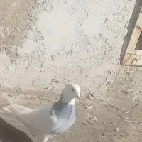 رنگه سار هفرنگ پلاکی