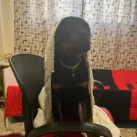 حیوانات خانگی