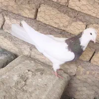 کبوتر طوقی ماده