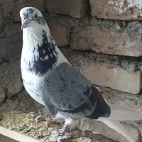 کفتر پرشی بشرط