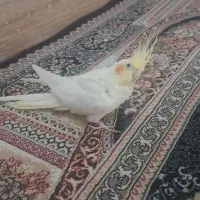 عروس لوتینو