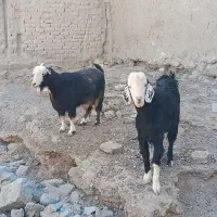 دو عدد بز نر و ماده ابسته دو قلو زاه