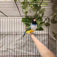 فنچ گلدین|پرنده|کرج, کمالشهر|دیوار