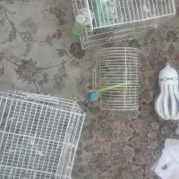 قفس پرنده|لوازم جانبی حیوانات|نمین, |دیوار