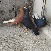 کبوتررنگی|پرنده|کوهین, |دیوار